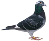 Robin
