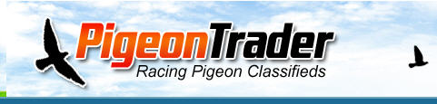 pigeontrader