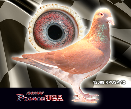 Featured image of post Pigeonusa 300 x 260 jpeg 97