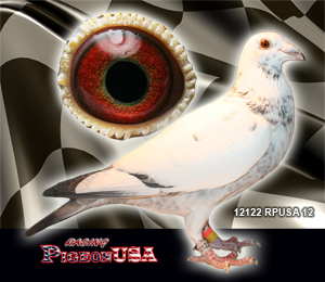 Featured image of post Pigeonusa Any of various birds of the widely distributed family