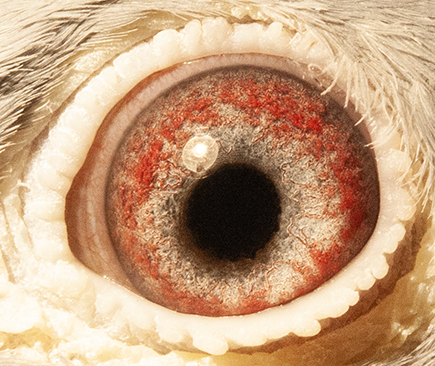 20476RPUSA20eye