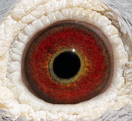 22027RPUSA22eye
