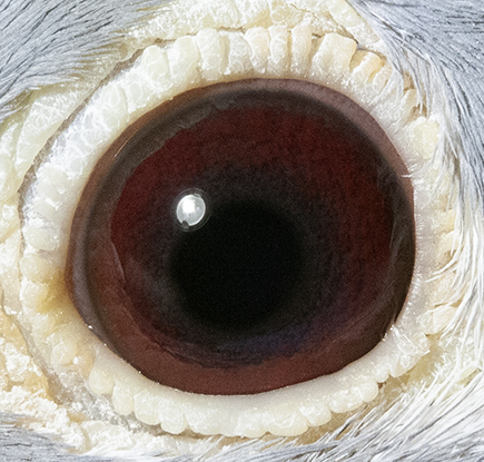 22042RPUSA22eye