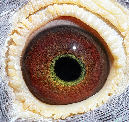 24014RPUSA14eye