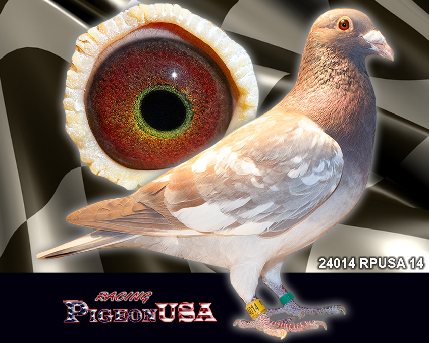24014RPUSA24