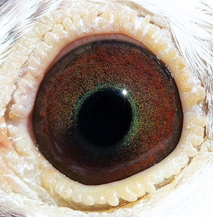 24052RPUSA24eye