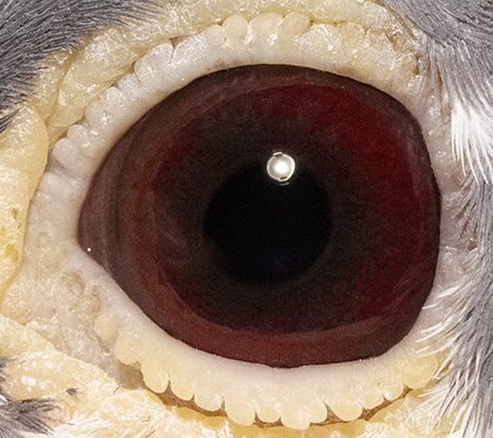 25124RPUSA25eye
