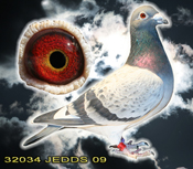 32034JEDDS09sm