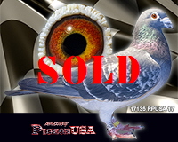 17135RPUSA17sm 17135RPUSA17sm